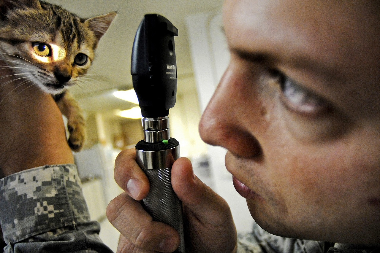 man vet checking kitten