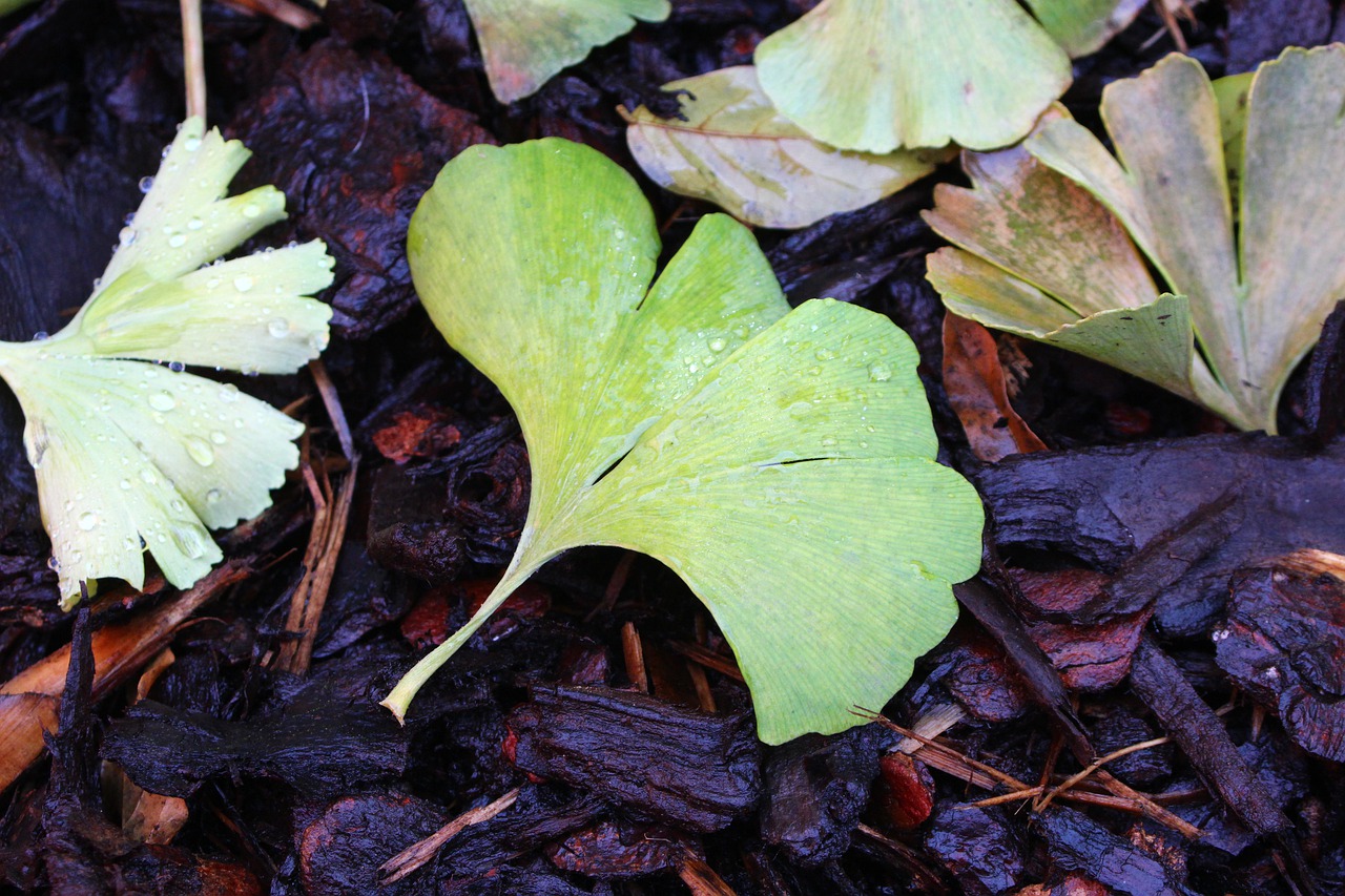 biloba leaf moist