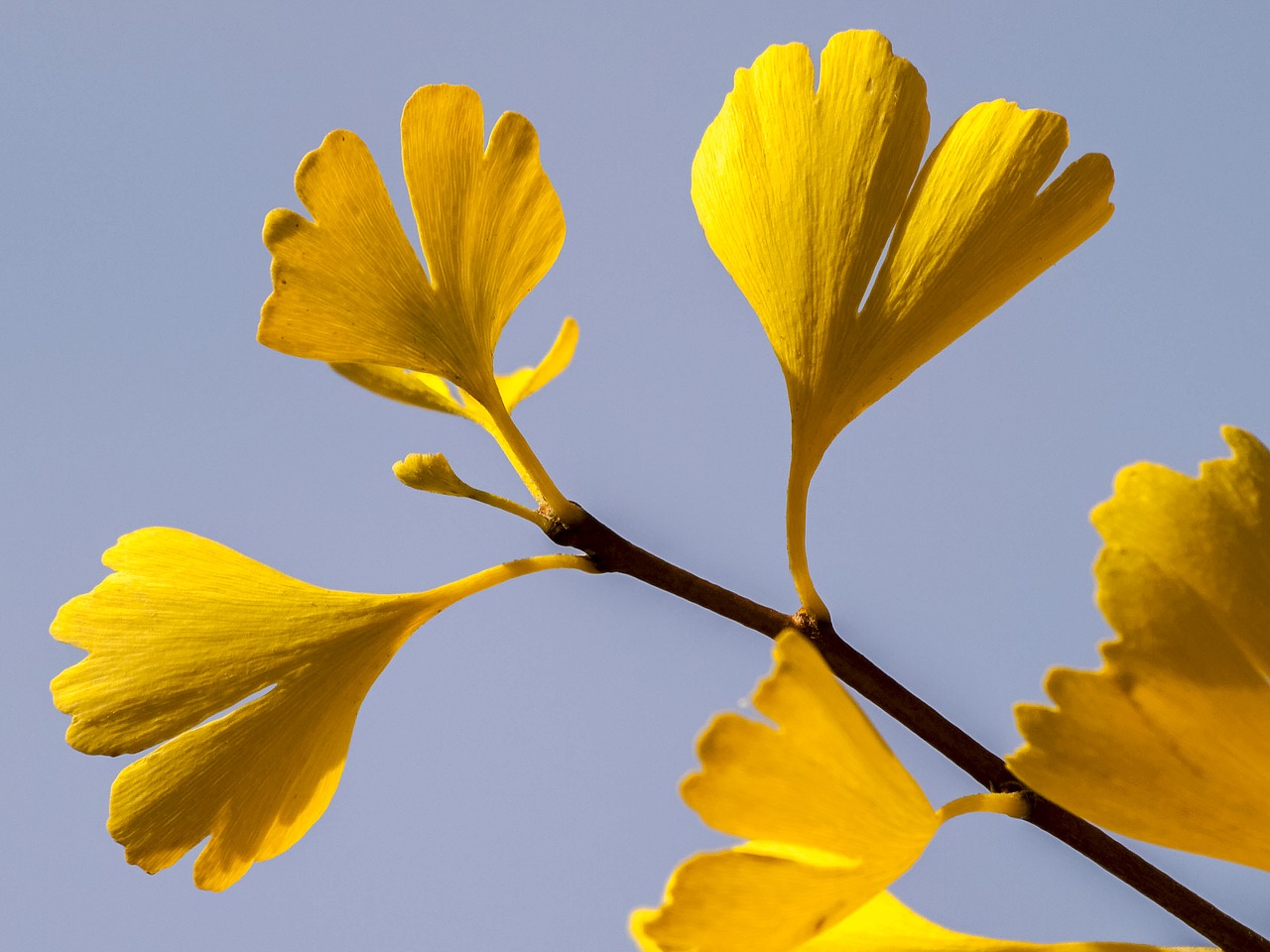 yellow leaf ginkgo